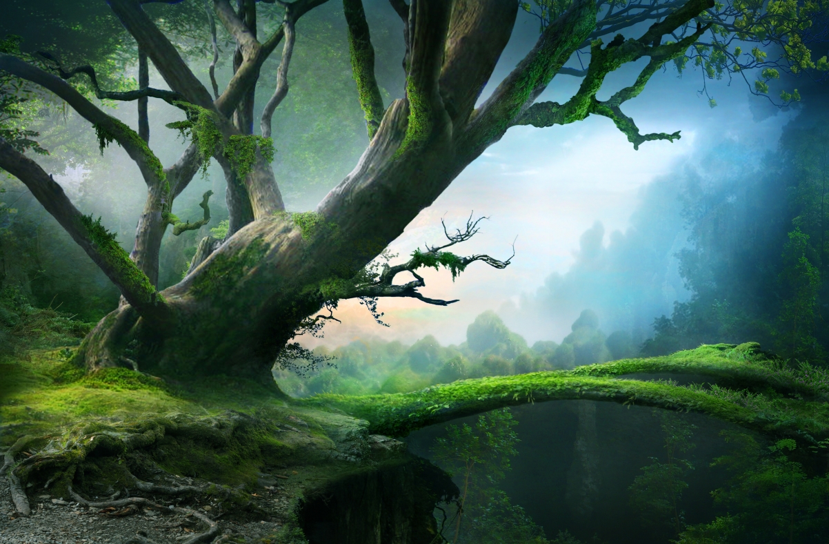 Beautiful forest tree bridge landscape wallpaper