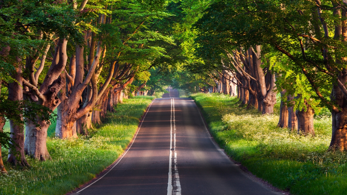 Beautiful forest road 4k landscape wall