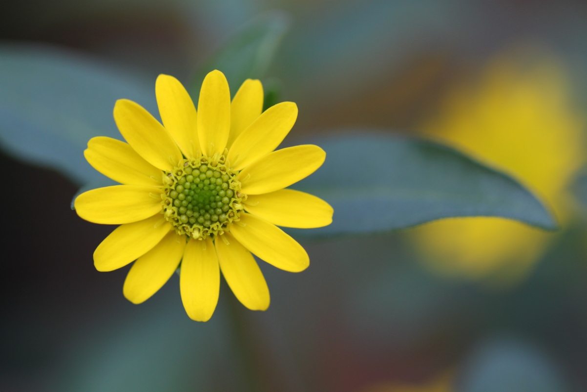 Beautiful yellow daisy flower 4K wallpaper