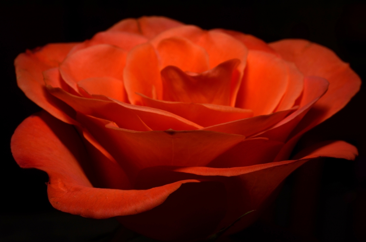Beautiful red flowers pictures
