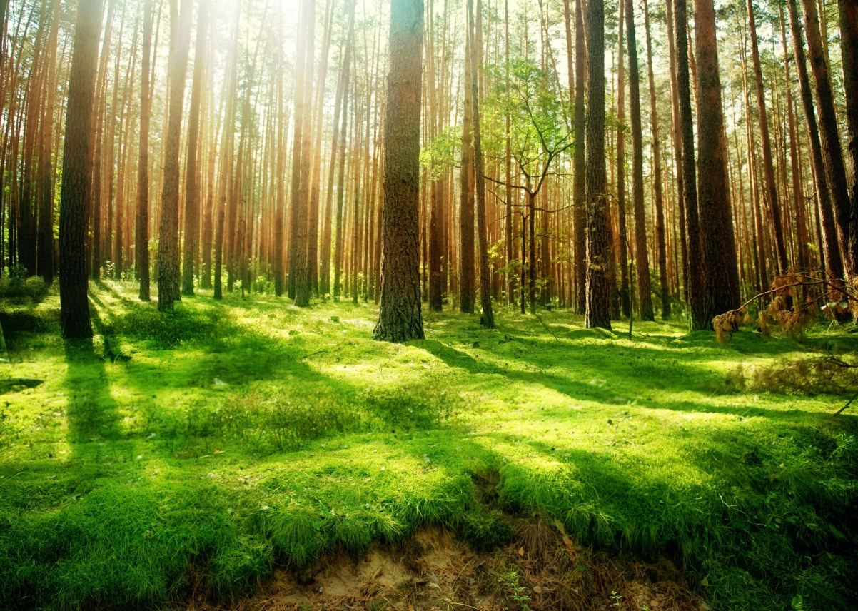 Beautiful nature, forest, trees