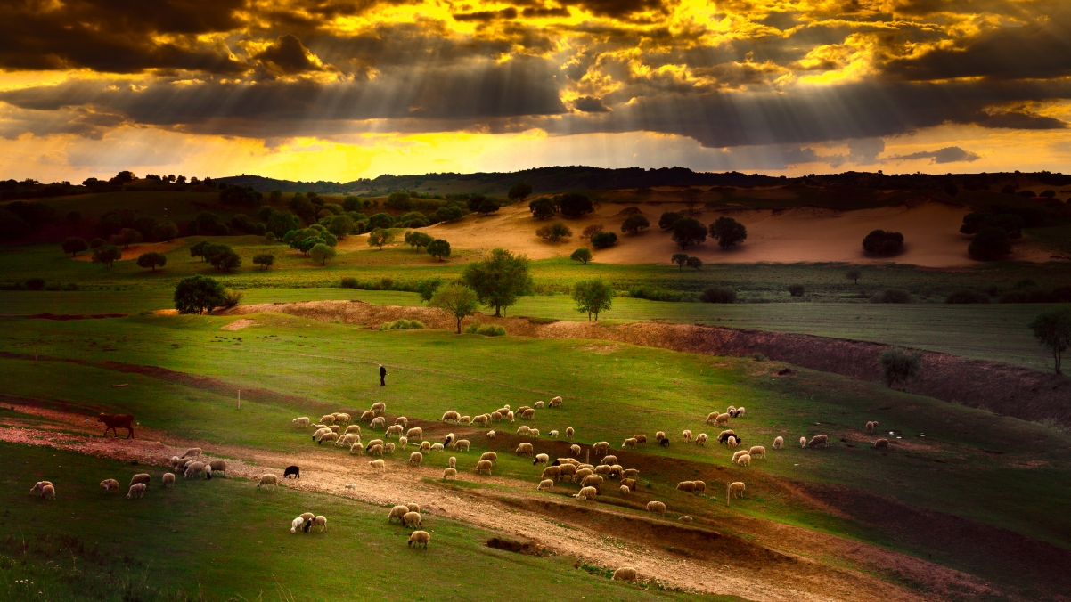 Beautiful grassland landscape 4k wallpaper