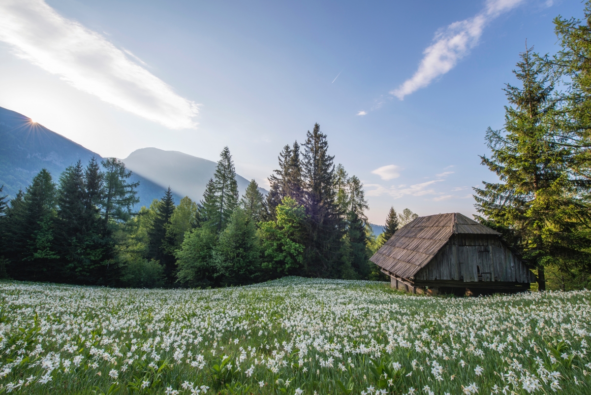 Beautiful mountain woods