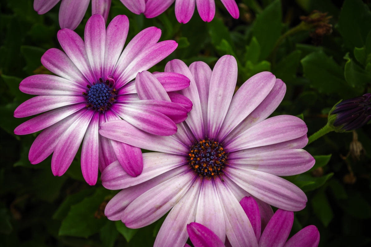 Beautiful blooming flowers with leaves