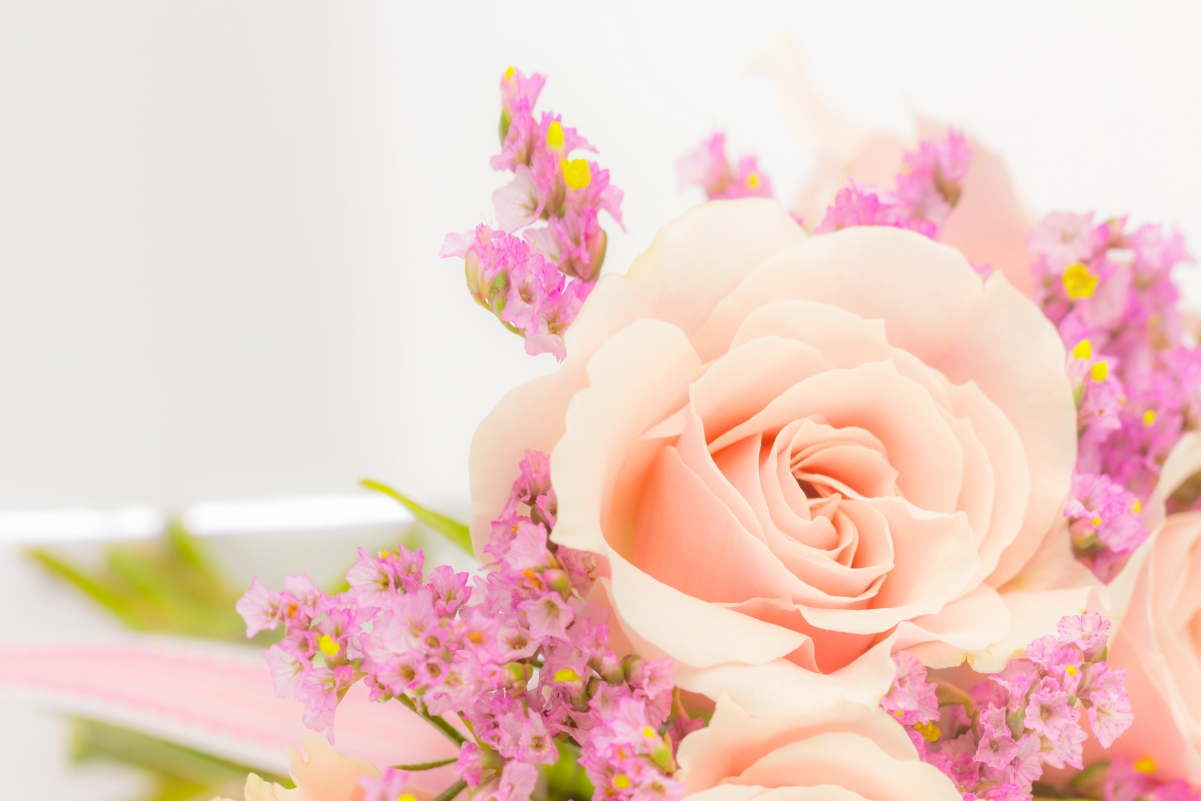 Rose Flower 5K Wallpaper