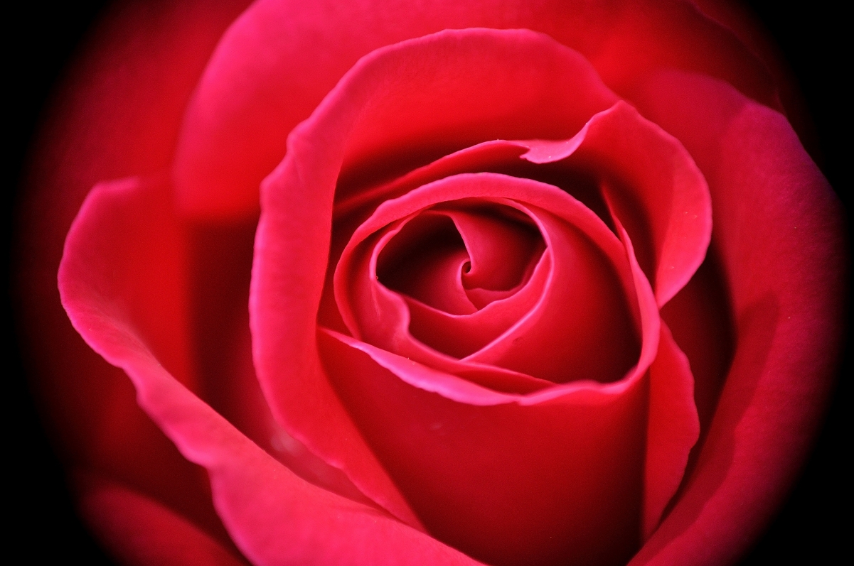 Rose Blossom 4K Wallpaper