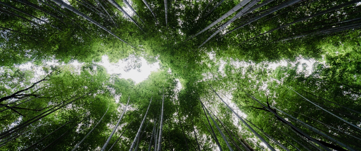 Dense bamboo forest natural sky scenery 34