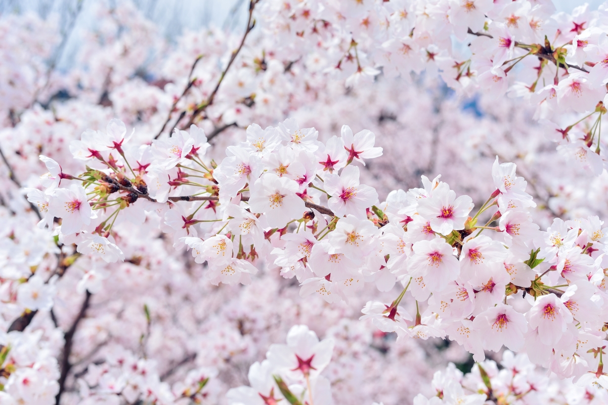 Cherry blossoms 4k picture