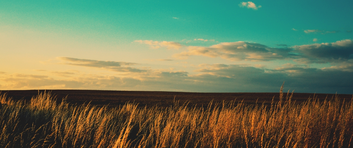 Wheat field scenery with fish screen wallpaper 3440