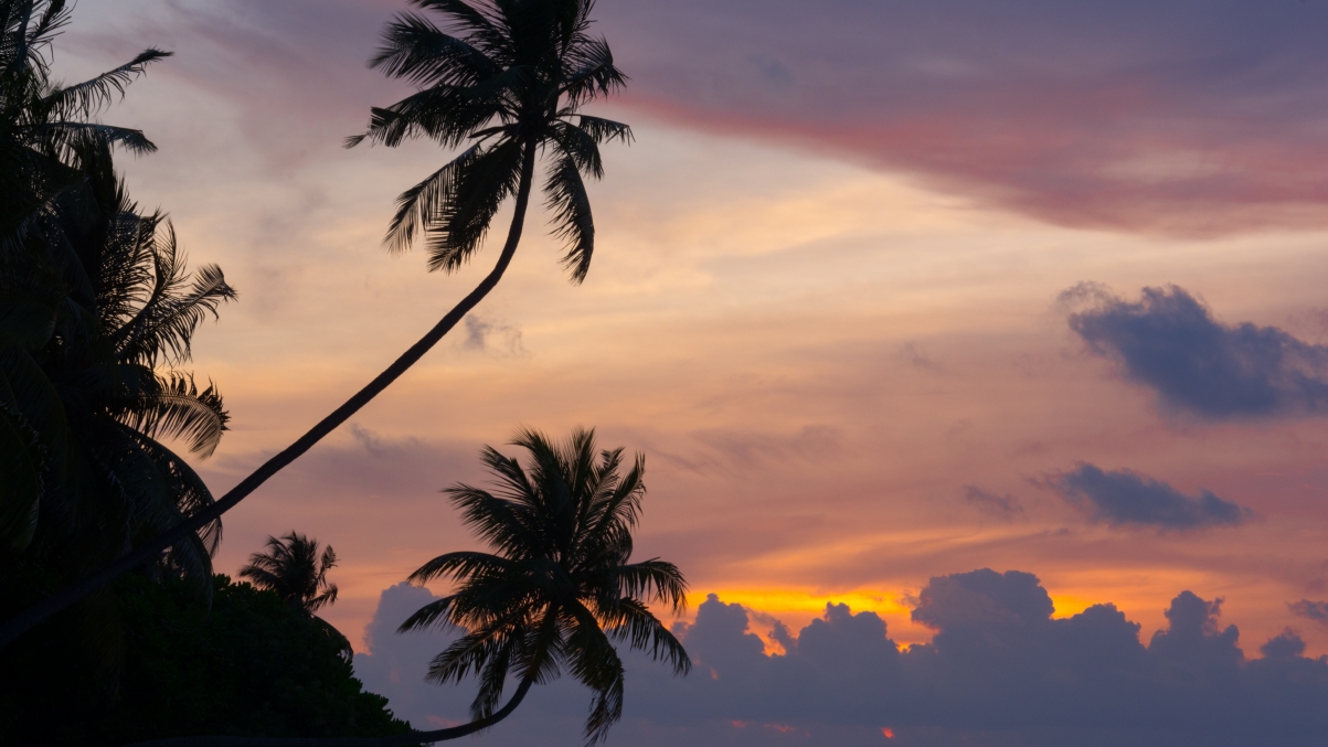 Maldives bird sunset 5k wallpaper