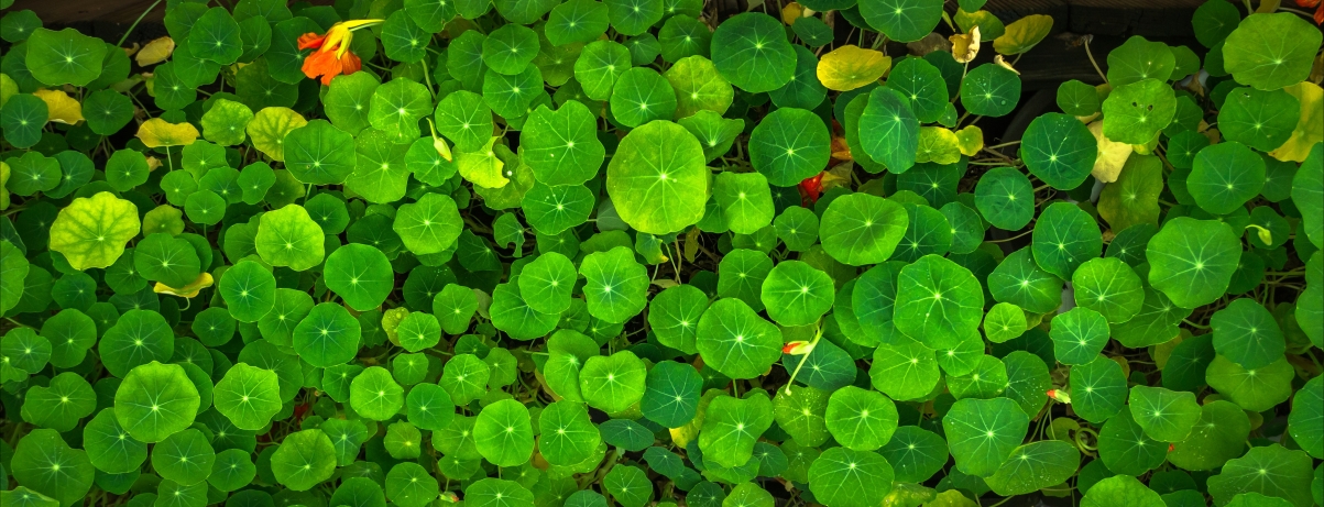 Green leaf plant 4K picture