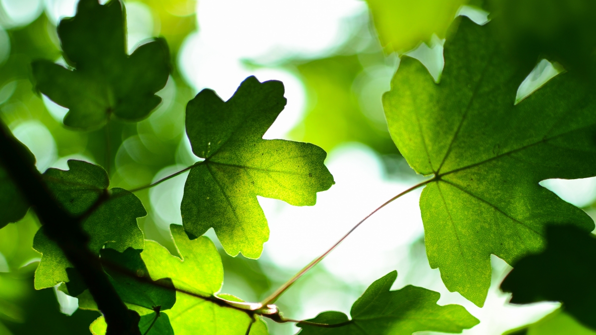 Green leaf photography pictures