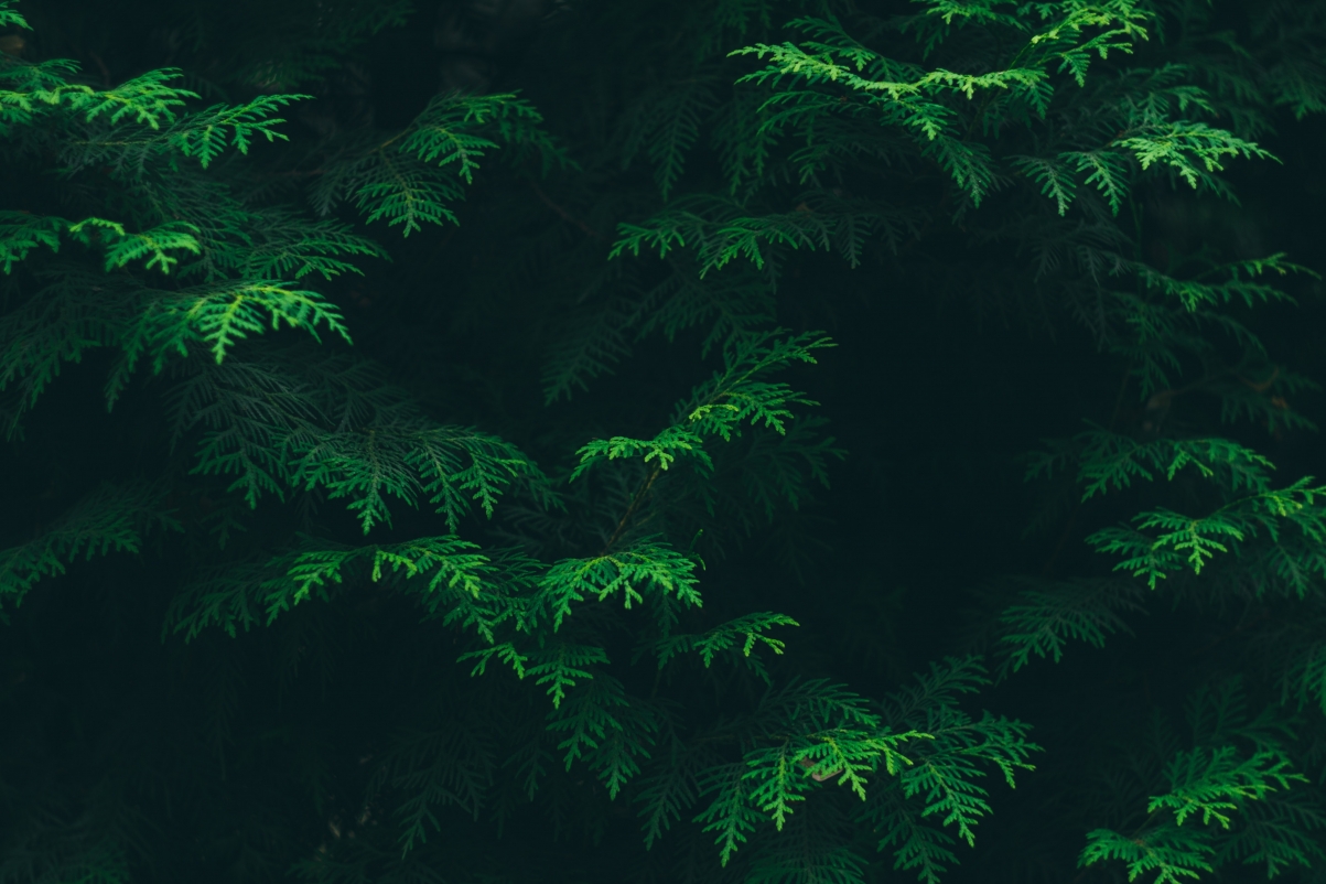 Green Pine Leaf 4k Wallpaper