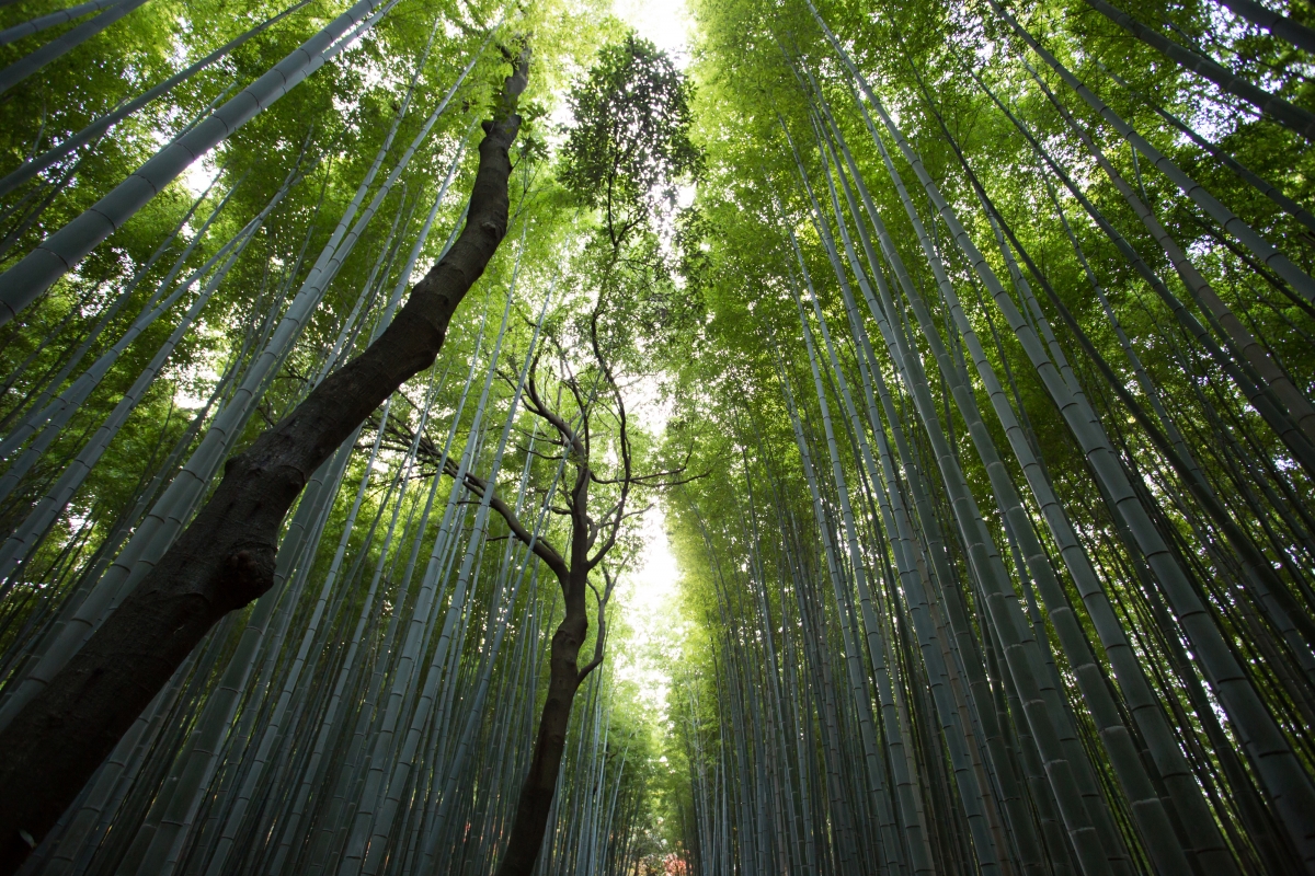 Green bamboo, bamboo forest, trees, trunk