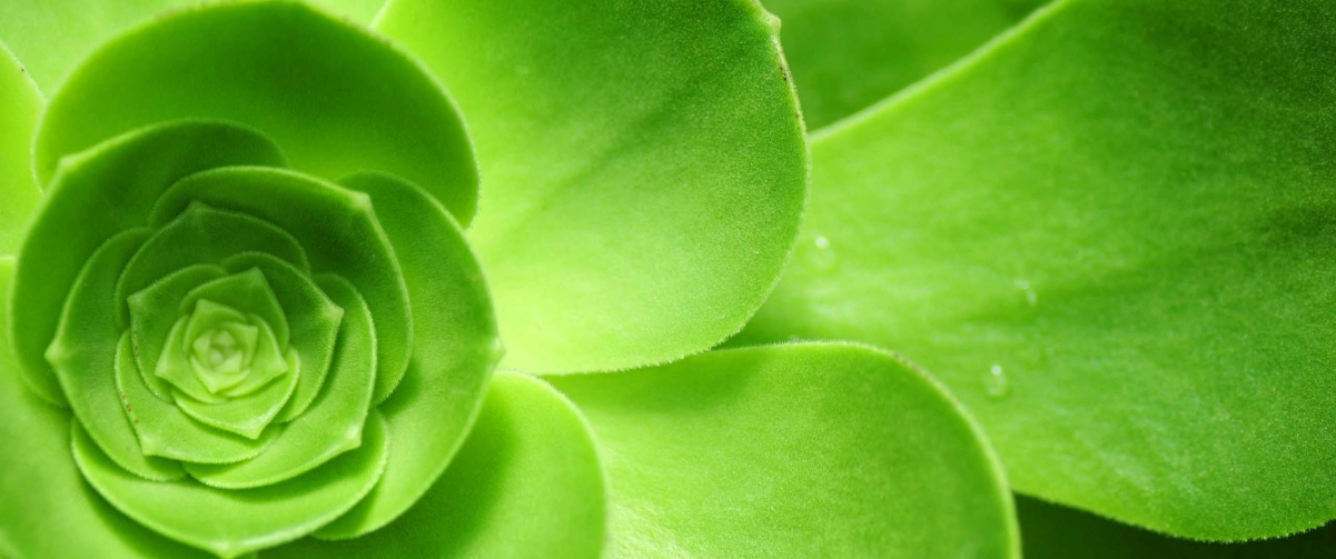 Green plant with fish screen 3440x144