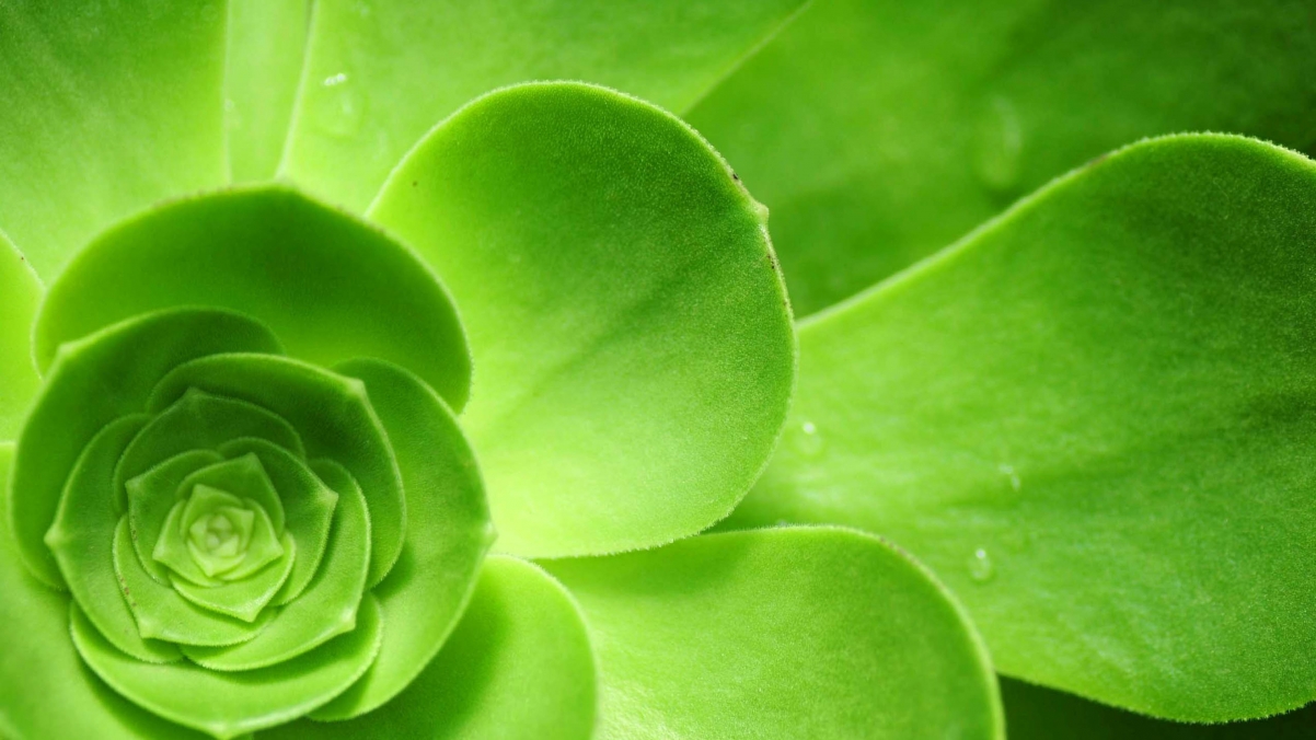 Green plants 4k eye protection wallpaper
