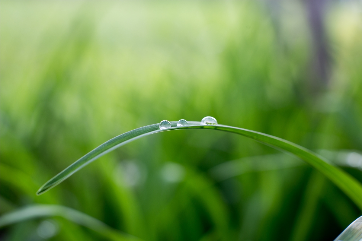 Green plant water droplets 5K protection