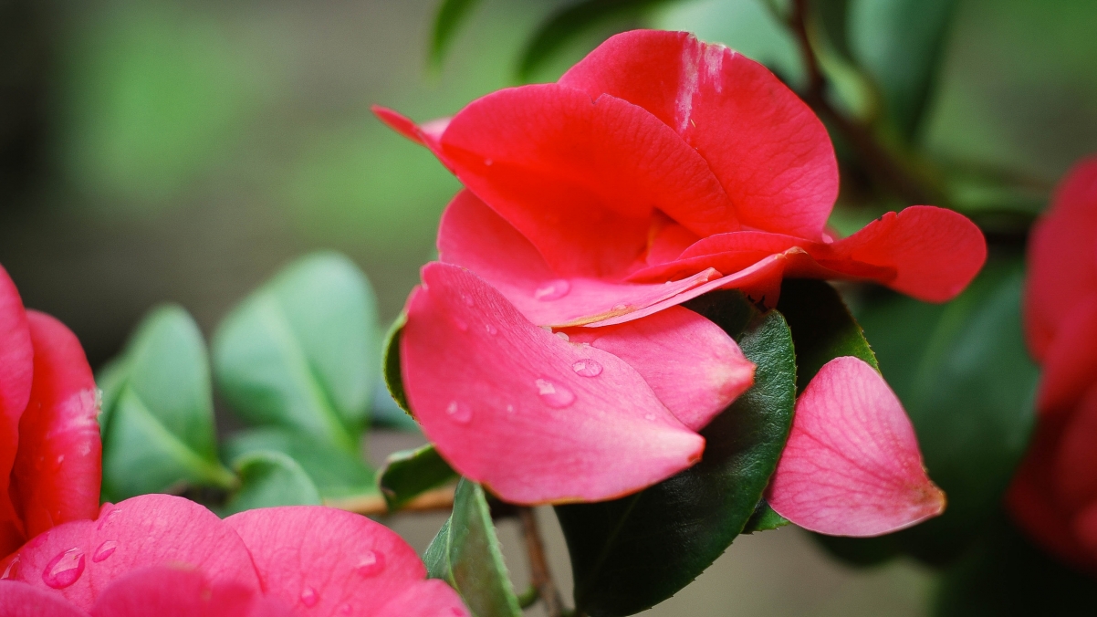 Green plant red petals 4K wall