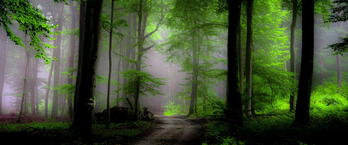 Green forest path landscape 3440x1