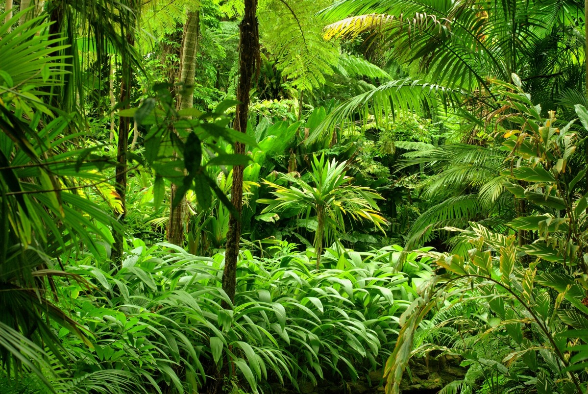 Green forest, trees, tropical, jungle