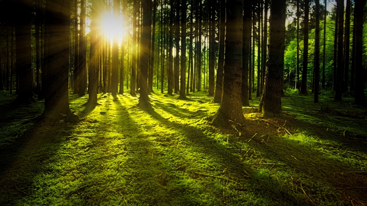 Green forest sun rays moss