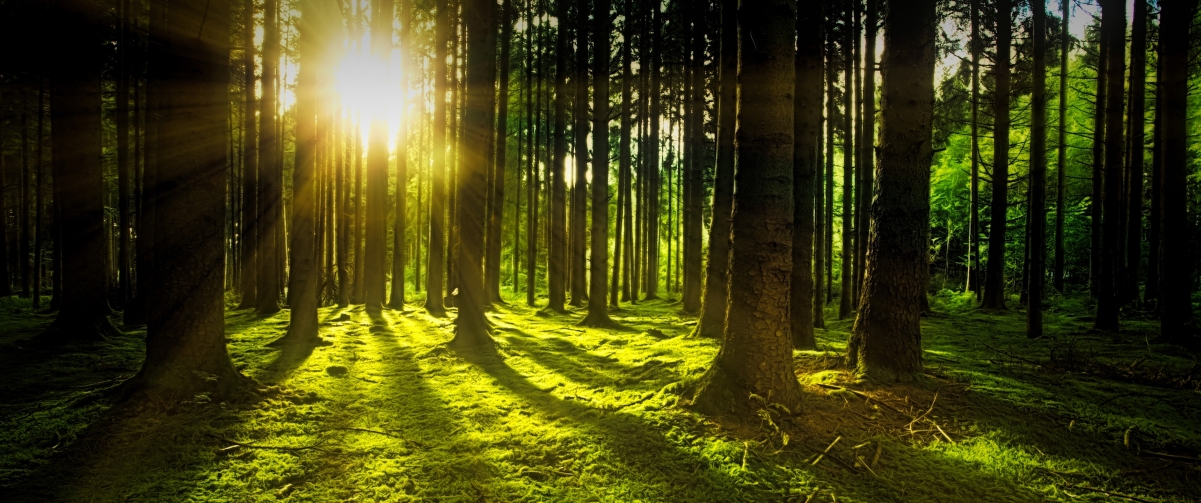 Green forest woods sun rays