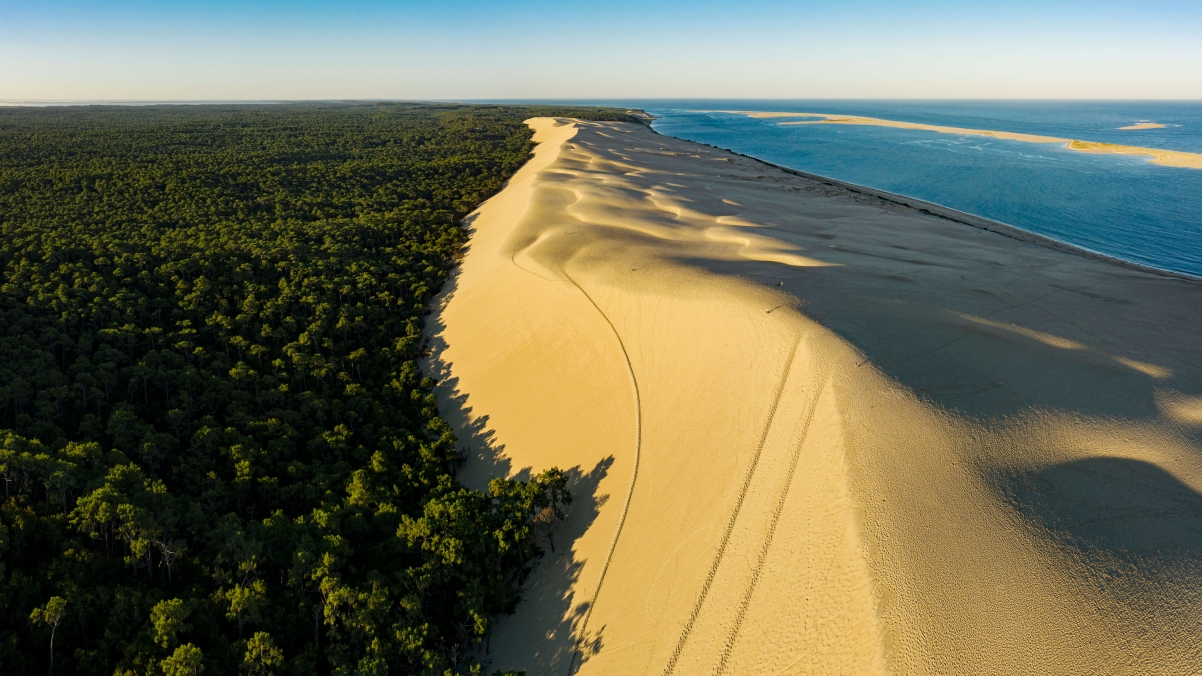 Green forest dunes sea 4k wind