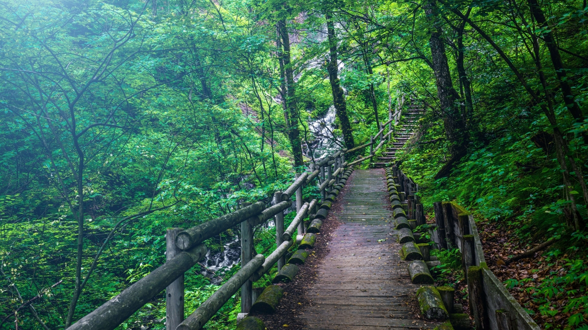 Green forest wooden plank road natural wind