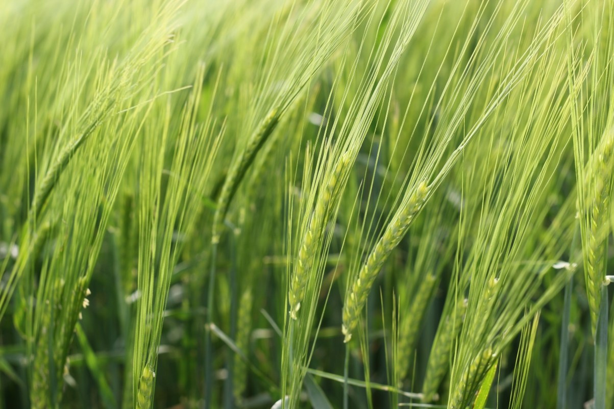Green wheat ears 5k pictures