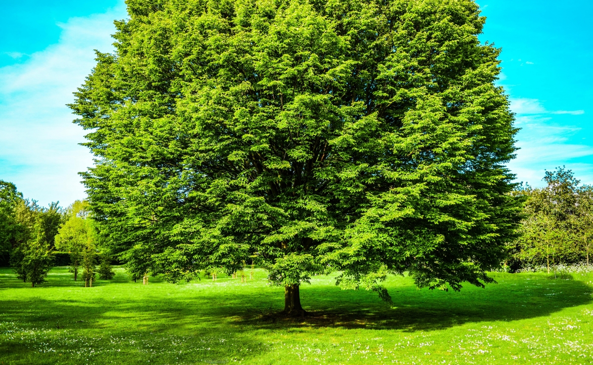 Green tree spring 4k hd wind