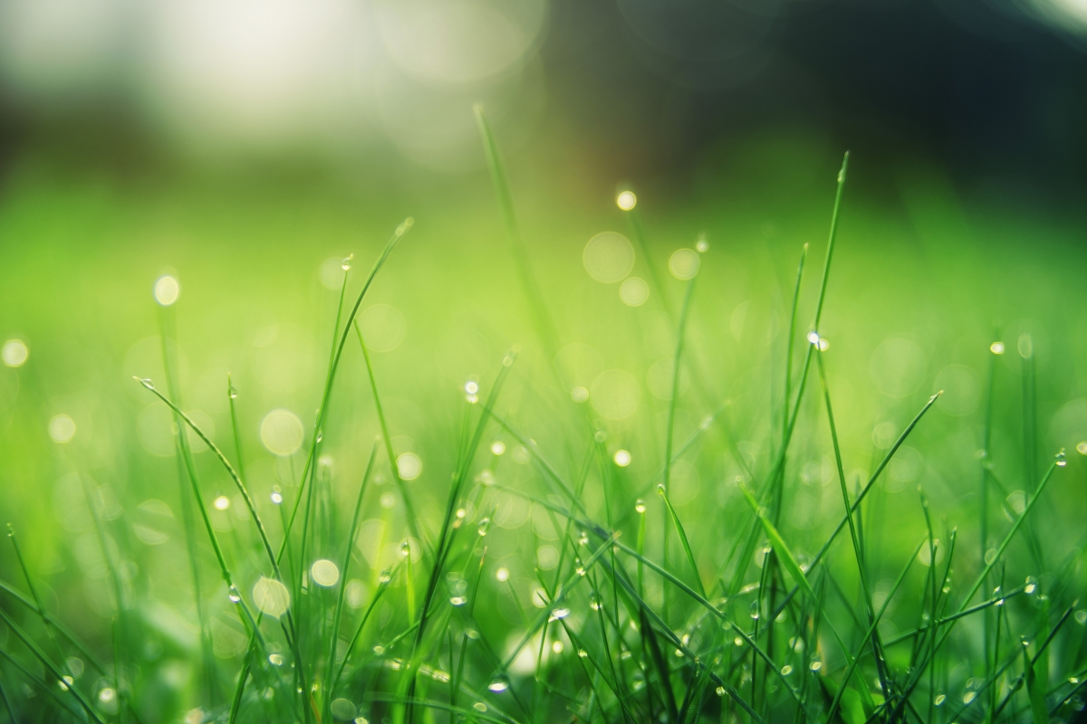 Green grass dew summer sun
