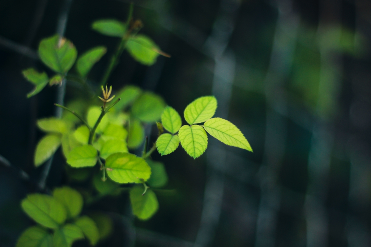 Green 4k wallpaper