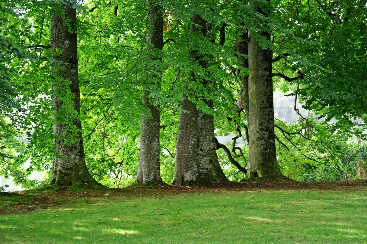 Green trees grass grove