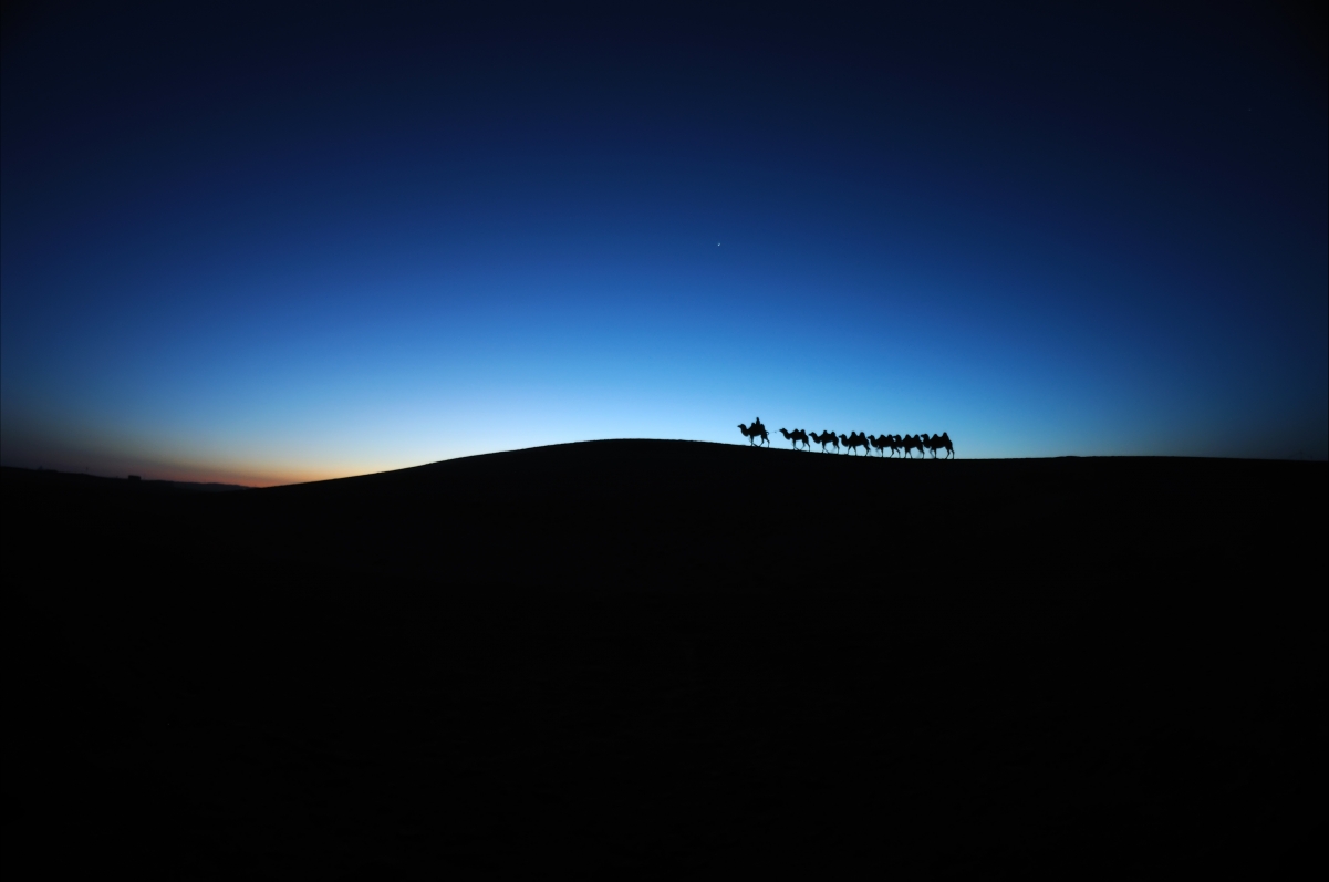 Camel Caravan Desert Dawn Inner Mongolia