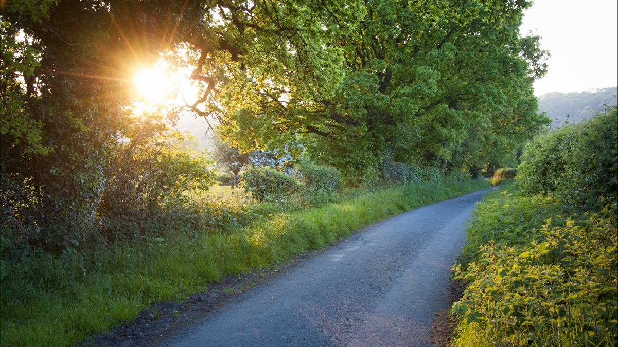 Road Tree Grass 4K Landscape Picture Wallpaper