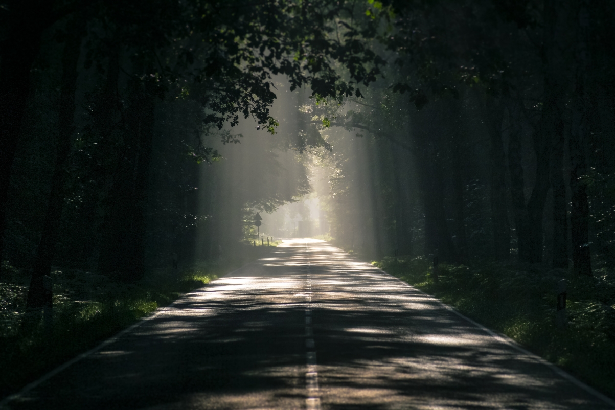 Road avenue tree mood tree lined