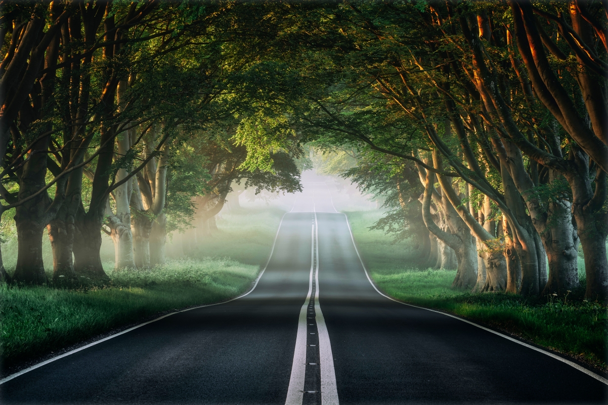 Road mist nature forest spring