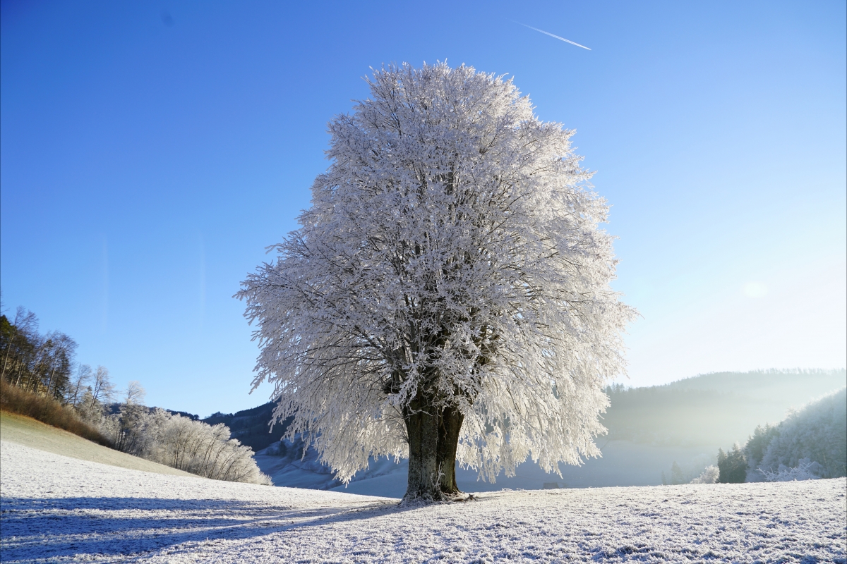 Glade, sky, sun, frost,