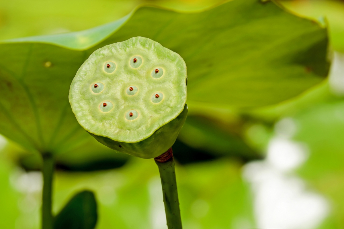 Lotus pond, lotus heart, lotus leaf, aquatic plant