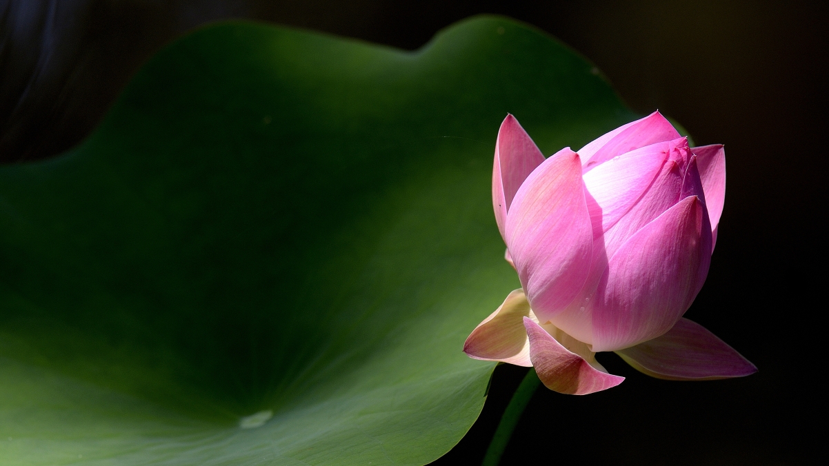 Lotus, leaves, 3840x2160 wallpaper