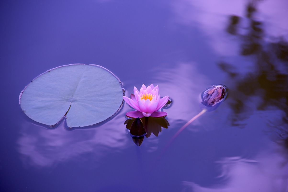 Lotus Nature Water 5K Wallpaper