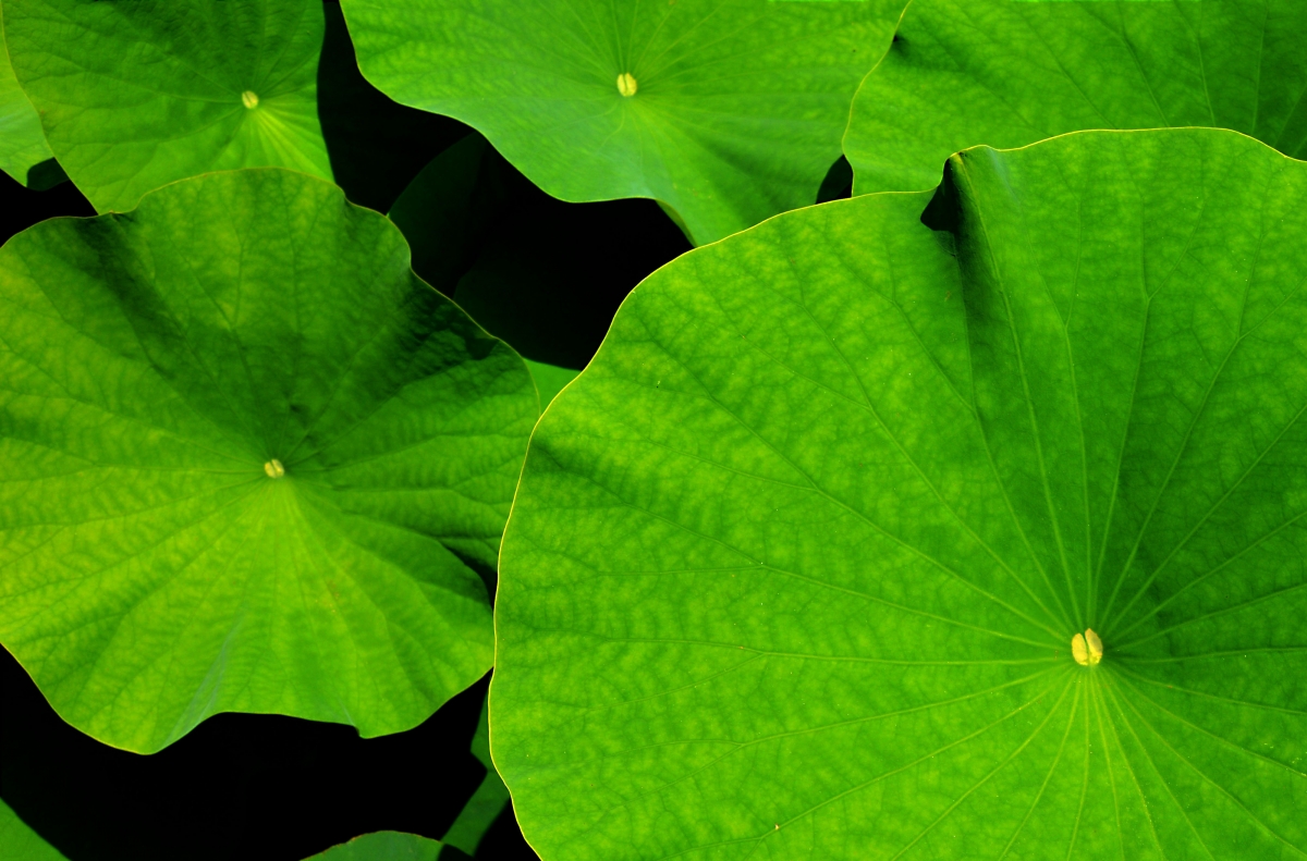 Lotus lotus leaf 4K wallpaper