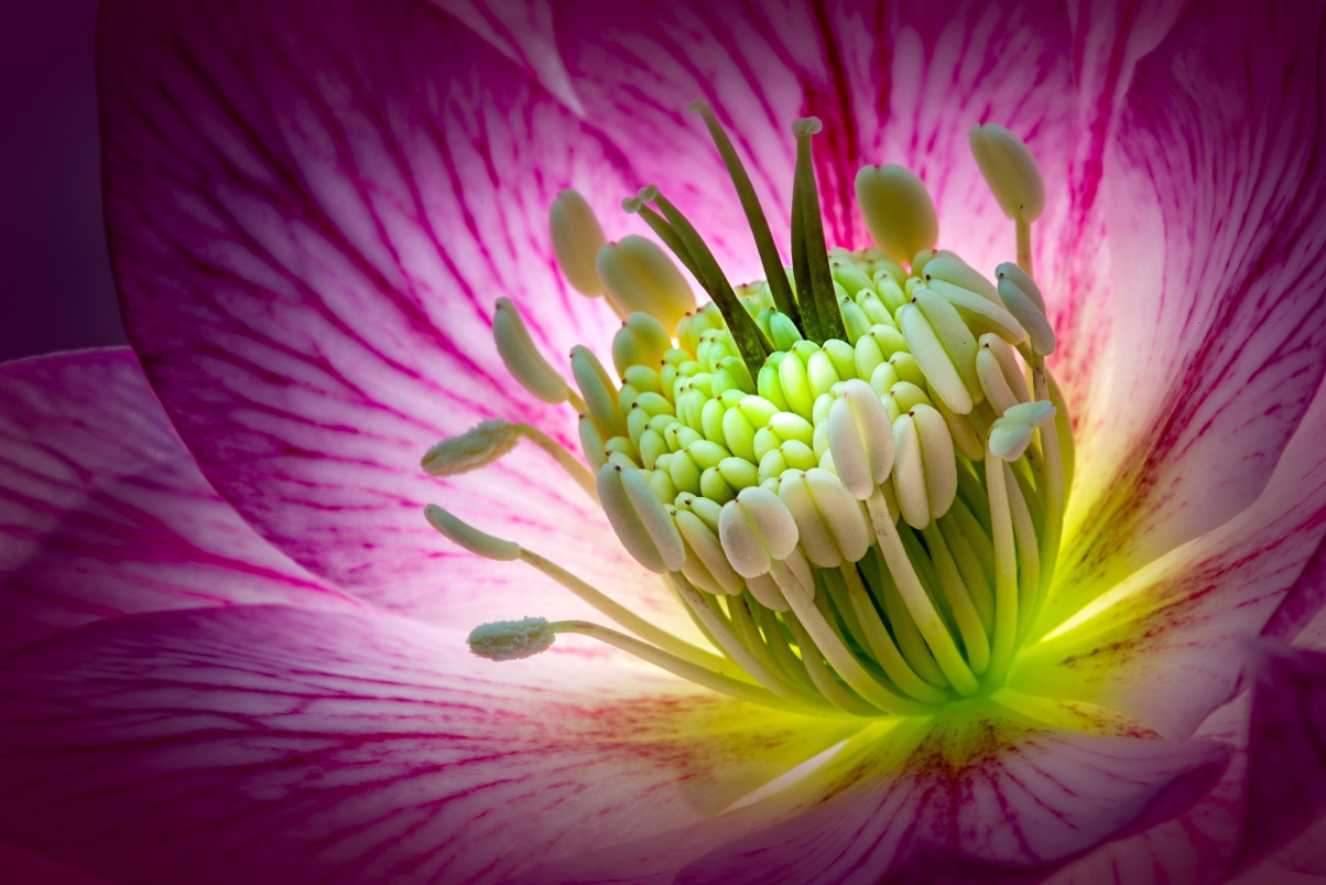 Veratrum Flowers Macro Photography 5K Wallpaper