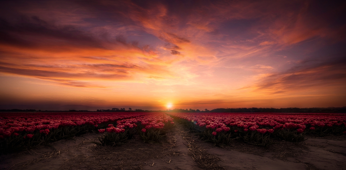 Photo by flower field in the dawn sky
