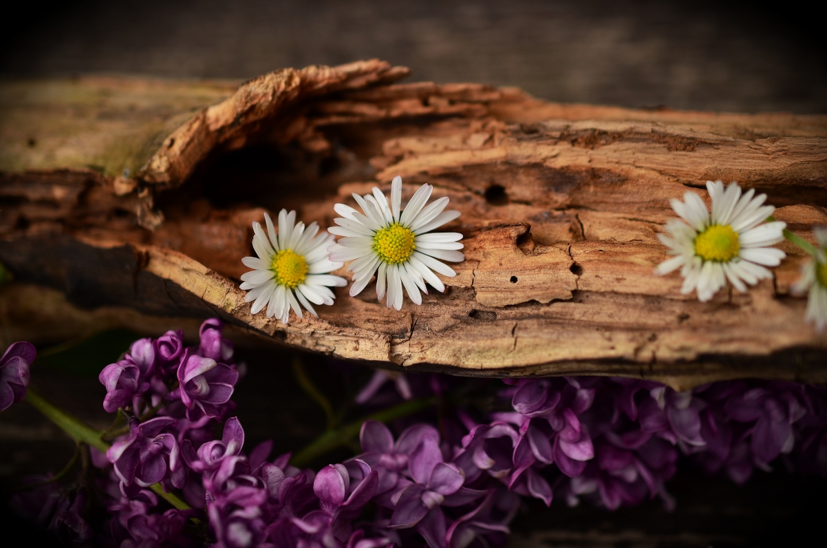 Old wood flowers daisies lilacs