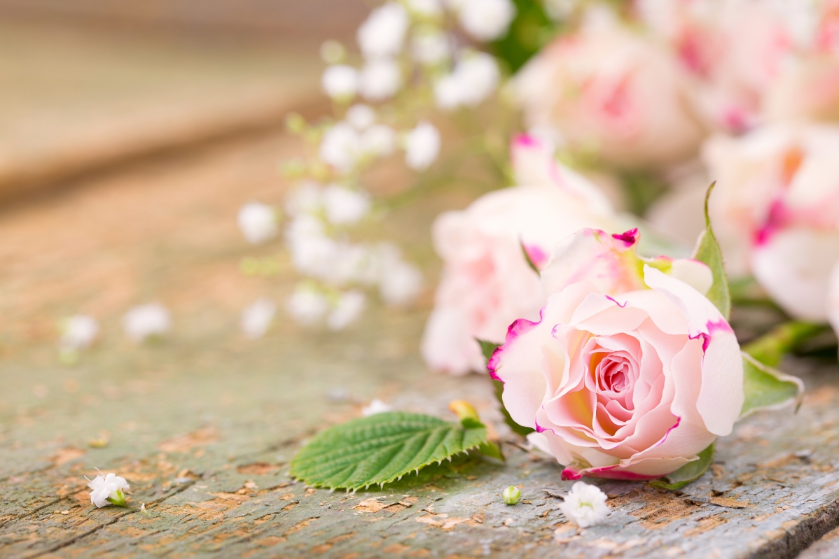 Romantic Rose Petals 5K Wallpaper