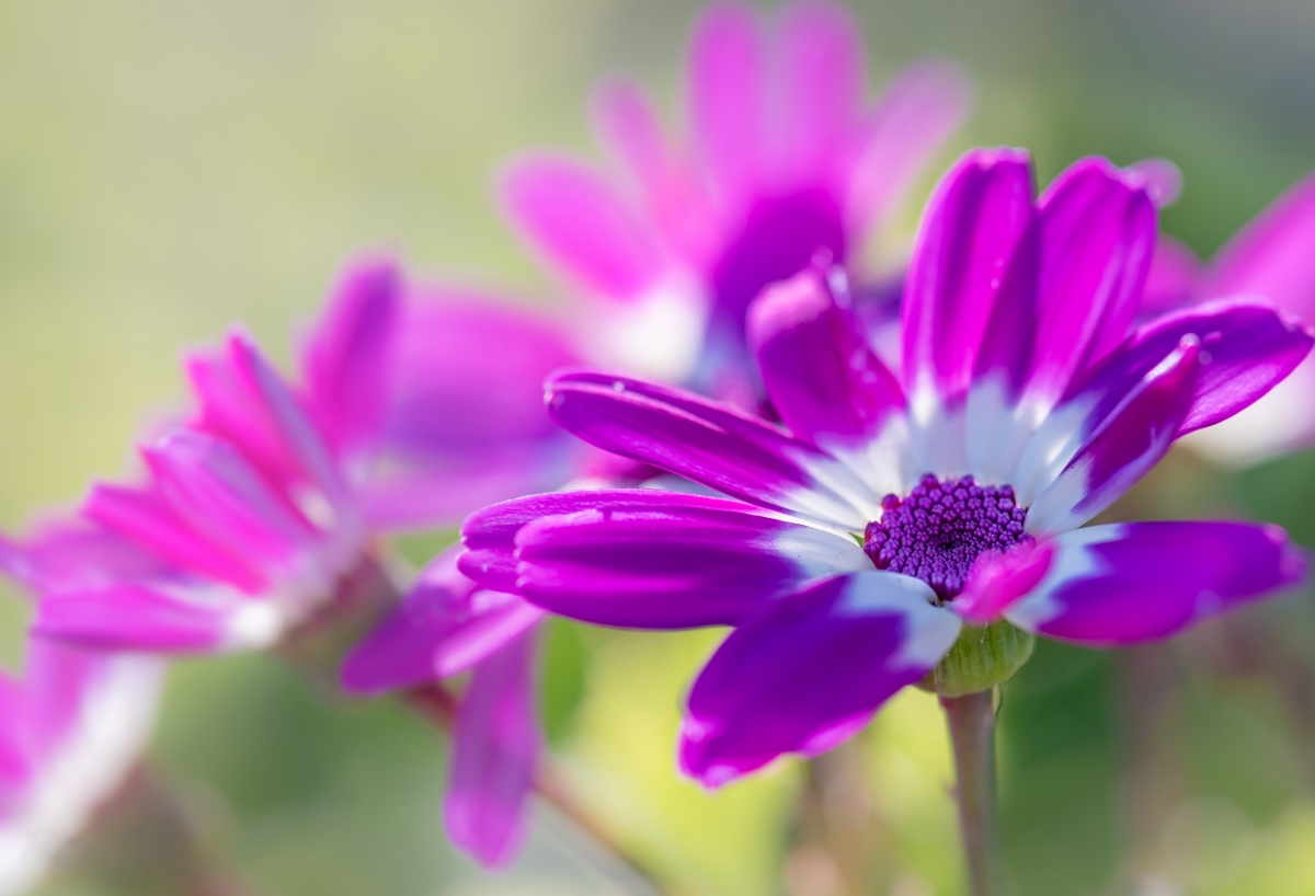 Blue Eyes Daisy 4K Wallpaper