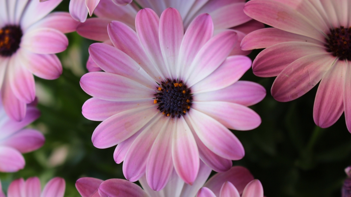 Blue Eyed Chrysanthemum 4K Wallpaper