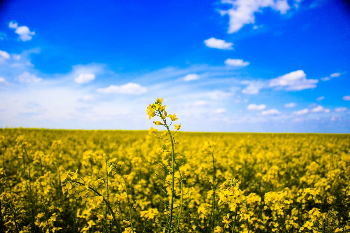 5K scenery of rapeseed field under blue sky