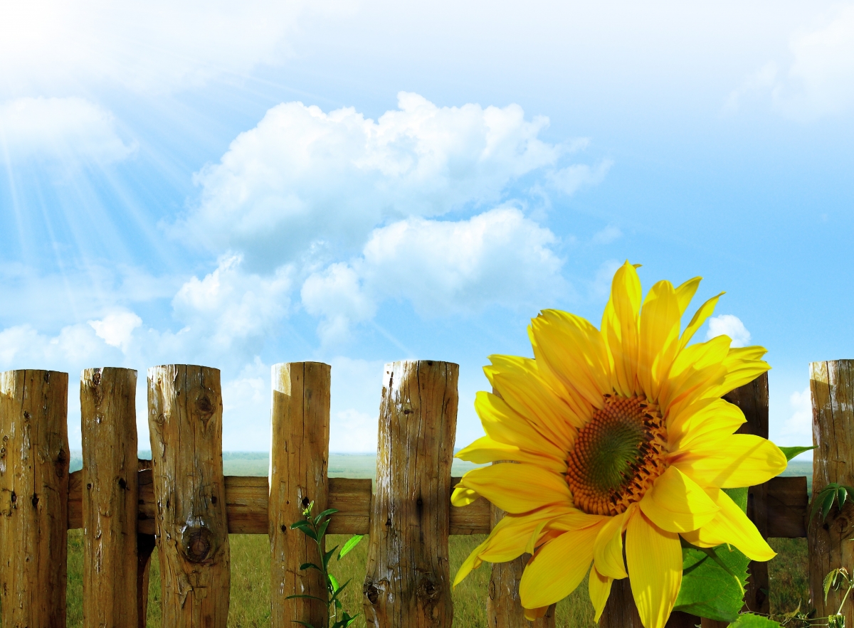 Sunflowers under the blue sky photography picture